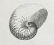 Stylecraft Chambered Nautilus Wall Art-1