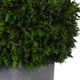 Uttermost® by Constance Lael-Linyard Cypress Globes 2-Piece Foliage-1