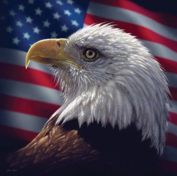 Classy Art American Bald Eagle by Collin Bogle Wall Art-0