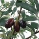 Uttermost® Marisol Gray/Green Potted Olive Plant-4
