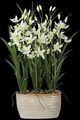 Uttermost® Ariana Orchid White Planter-2