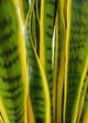 Le Present Sanseveria Green And Yellow Faux Botanical-2