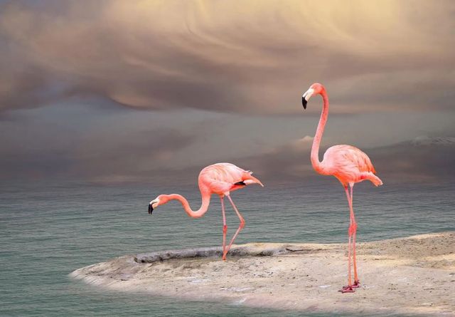 Classy Art Flamingo Wall Art-0