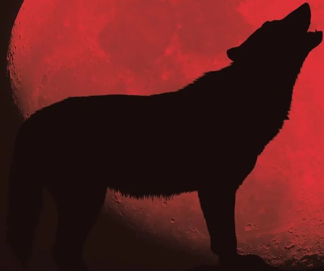 Classy Art Red Wolf by Classy Art Wall Art-1