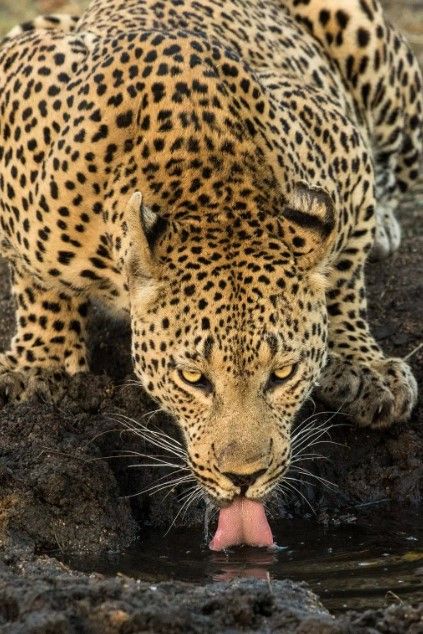Classy Art Leopard Taking a Break by Jimmy’z Wall Art-0