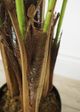 Le Present Green 78.5" Faux Botanical Palm Tree-2