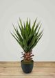 Le Present Green Agave-4