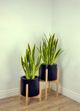 Le Present Sanseveria Green And Yellow Faux Botanical-5