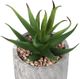 Monarch Specialties Inc. 2-Piece Grey 6" Tall Artificial Potted Succulent-1