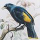 A & B Home 2-Piece Blue/Green Mirrored Frame Bird Wall Art Print Set-3