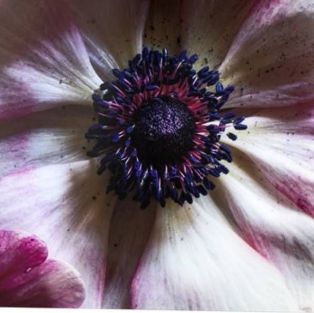 YHD Anemone I Wall Art-3