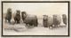 Stylecraft Winter Sheeps I Beige/Black Wall Art-0