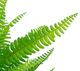 A & B Home Green Fern with Pot-2