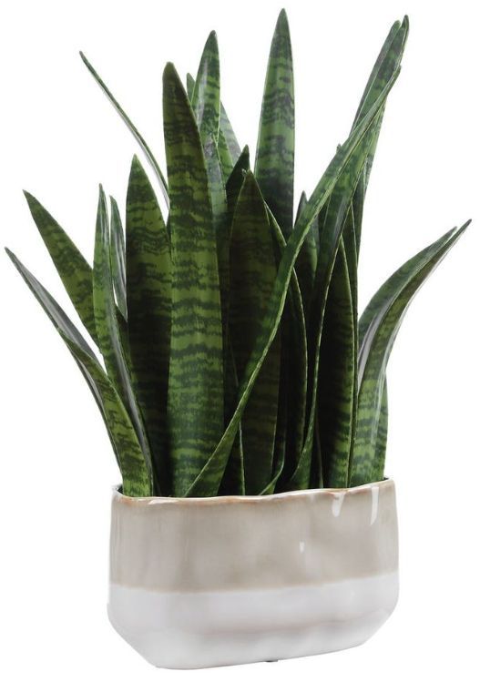 Uttermost® Sansera Snake Baige/Tan Accent Plant-0