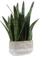 Uttermost® Sansera Snake Baige/Tan Accent Plant-0