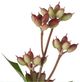 A & B Home Red Hypericum Stem-2