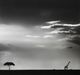 Stylecraft Dann Folely Lifestyle Soft Safari Black/Gray/Light Gray Wall Art-1