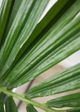 Le Present Kentia Green Faux Botanical Palm-1