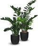 Le Present Zamioculcas Green Faux Botanical Cylindrica-1