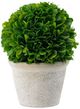 A & B Home Green Preserved Boxwood Potted Ball-0
