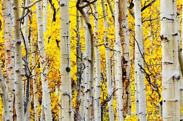 Classy Art Yellow Aspen Wall Art-0
