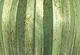 A & B Home Shiny Metalic Green Short Necked Vase-2