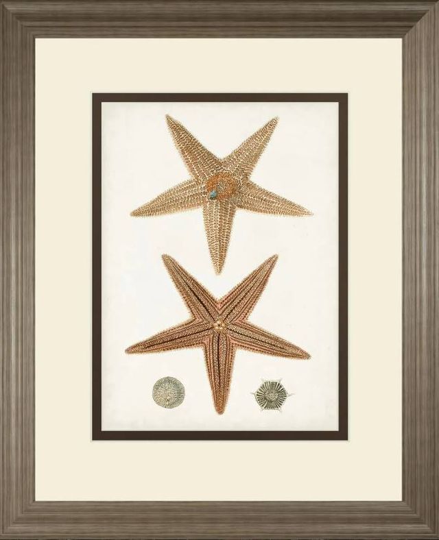 Classy Art Coastal Curiosity I by Uknown Wall Art-0