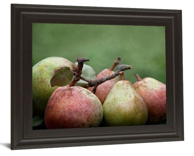 Classy Art Comice Pear Il by Rachel Perry Wall Art-1