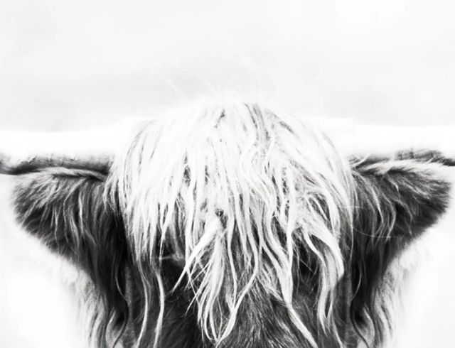 Classy Art Black/White Longhorn by Danita Delimont Wall Art-1