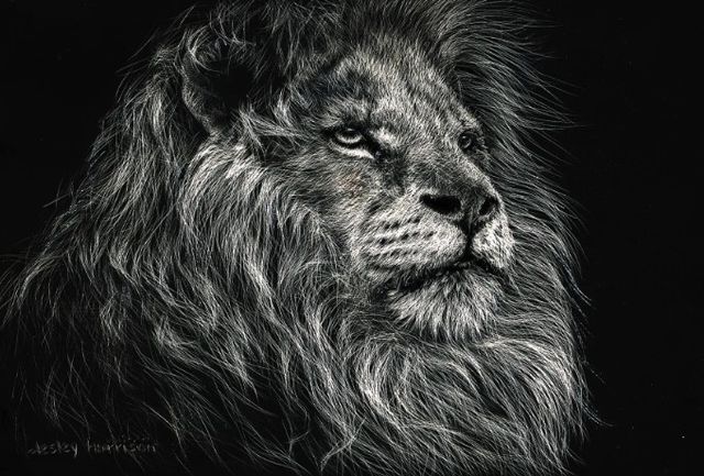Classy Art African Lion by Lesley Harrison Wall Art-0
