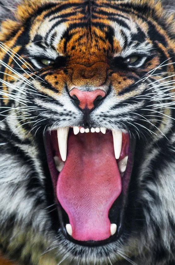 Classy Art Roaring Tiger Wall Art-1