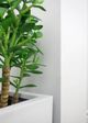 Le Present Jade Green 24" Faux Botanical Plant-2