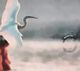 Stylecraft Lite and Catch Flight Wall Art-1