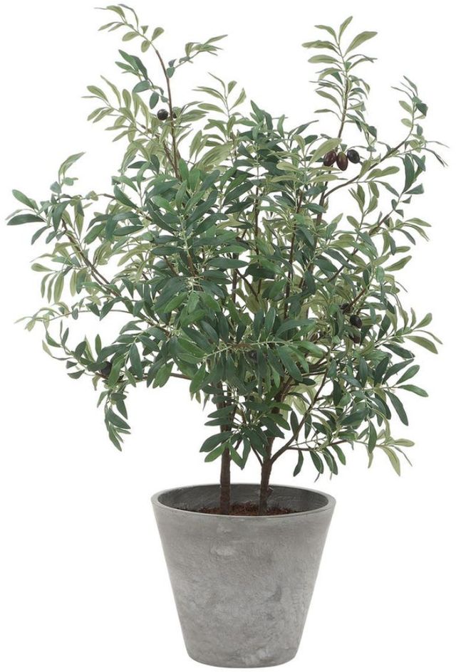 Uttermost® Marisol Gray/Green Potted Olive Plant-2