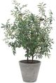 Uttermost® Marisol Gray/Green Potted Olive Plant-2