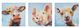 Olliix by Madison Park Farm Animals 3 Piece Multi Printed Canvas-1