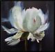 Uttermost® Liz Jardin Peony Framed Canvas-0