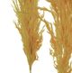 A & B Home Orange Dried Natural Pampas Grass Bundle-2