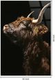 Classy Living Resiliant Noble Highland Wall Art-2