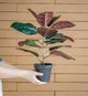 A & B Home 2-Piece Green/Red Artificial Elephant Leaf with Plastic Pot Set-2