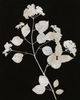 StyleCraft Nature White on Black IV Wall Art-2