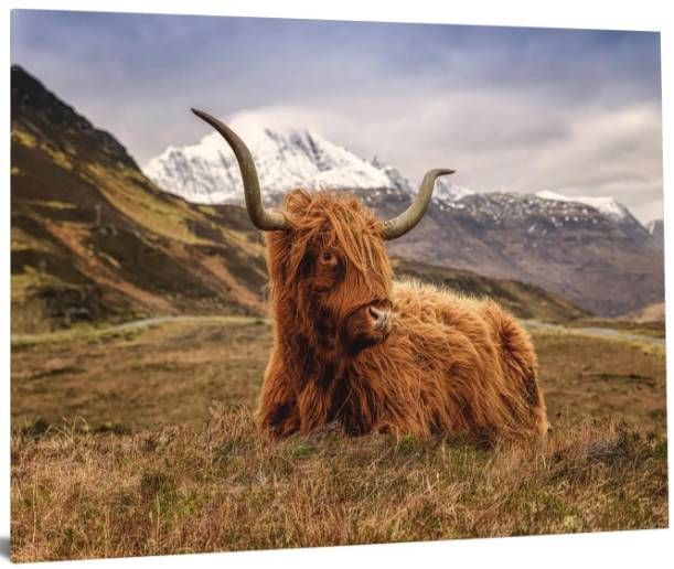 Classy Art Highland Cow 2 Wall Art-1