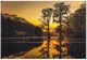YHD Sunrise with Cypress Trees Wall Art-0