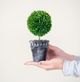 A & B Home 2-Piece Black/Green Mini Faux Potted Topiaries Set-3
