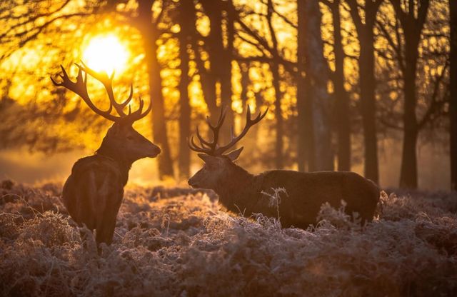 Classy Art Deer at Dusk Wall Art-0
