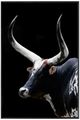 Crestview Collection Midnight Horns Wall Art-0