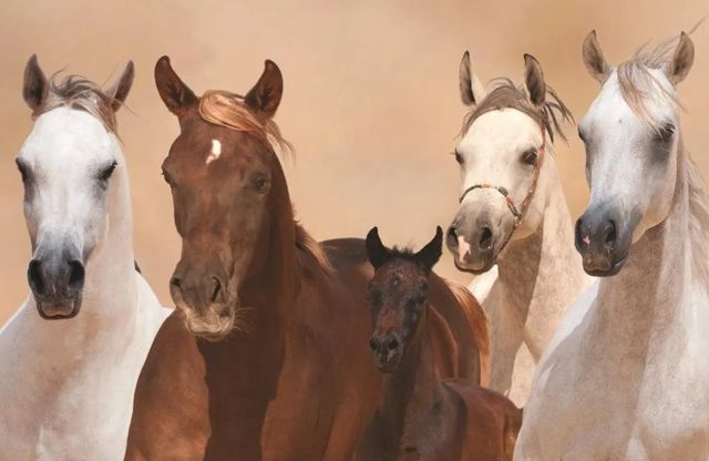 Classy Art Four Horses Wall Art-1