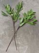Magnolia Home by Joanna Gaines Green Seeded Eucalyptus Stem-0