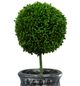 A & B Home 2-Piece Black/Green Mini Faux Potted Topiaries Set-1
