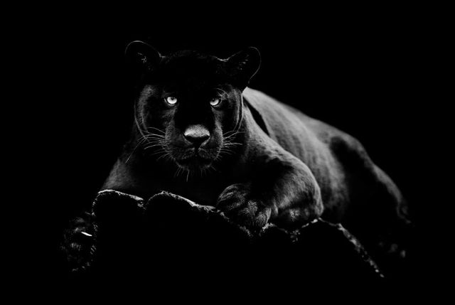 Classy Art Black Panther Wall Art-0